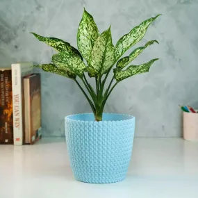 Aglaonema Snow White Plant with Textured Pot