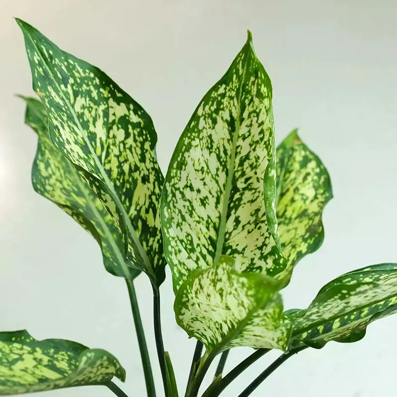 Aglaonema Snow White Plant with Textured Pot