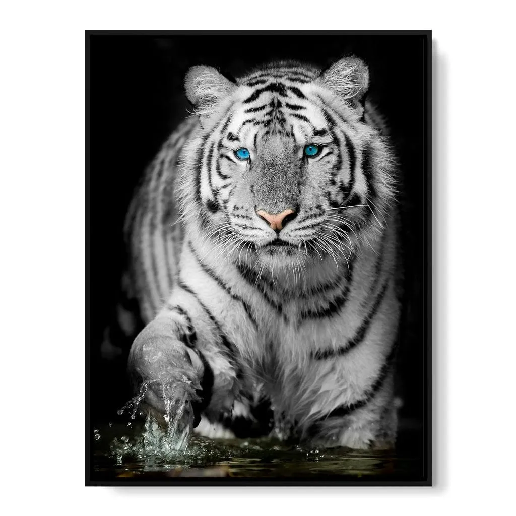 Blue Eyed Snow Tiger