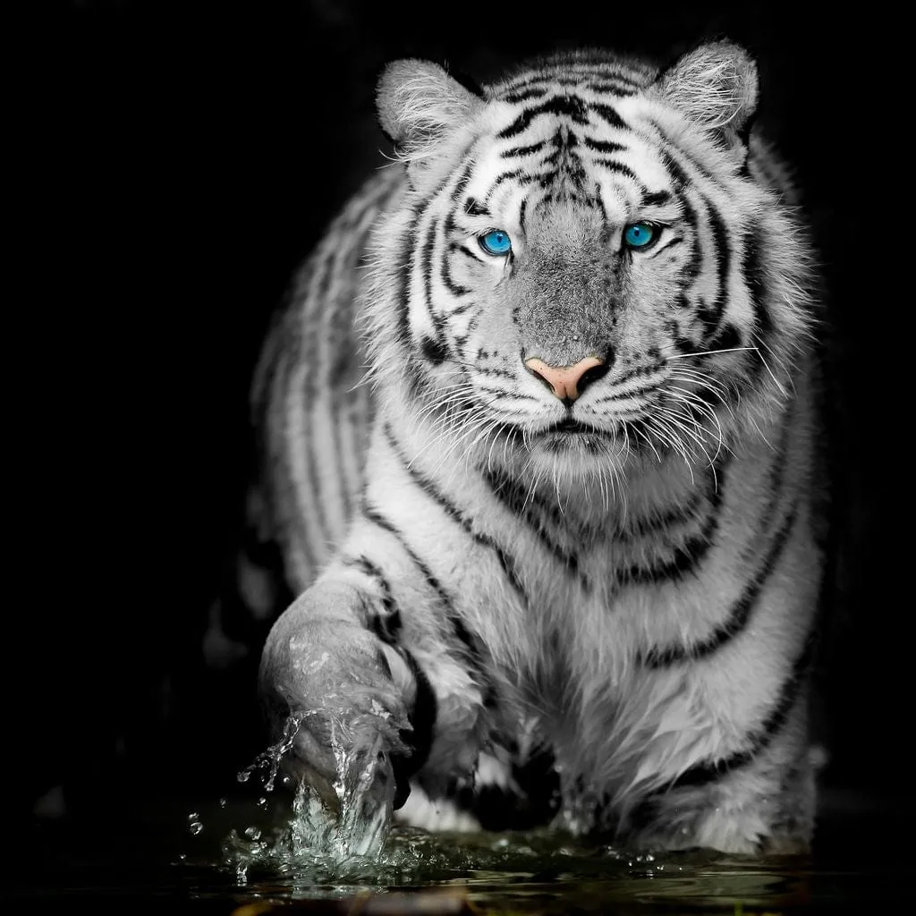 Blue Eyed Snow Tiger